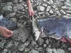 165-06-06_061.jpg -  J  .R  .Sumik oddaj rybkę!!!!!!!!!!!!!!!!!!!!!!!!!!!!!!!
sum 167cm 27,4kg 